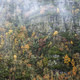 Humid atmosphere on forested slopes in late autumn - PhotoDune Item for Sale