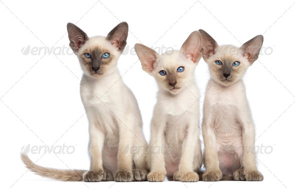 Three Oriental Shorthair Kittens Sitting And Looking At Camera