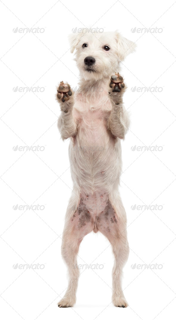 View Througth A Glass Of A Parson Russell Terrier On Hind Legs Leaning Against The Glass Stock Photo By Lifeonwhite