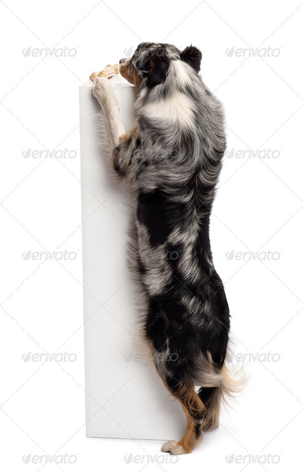 Border Collie On His Hind Legs Isolated On White Stock Photo