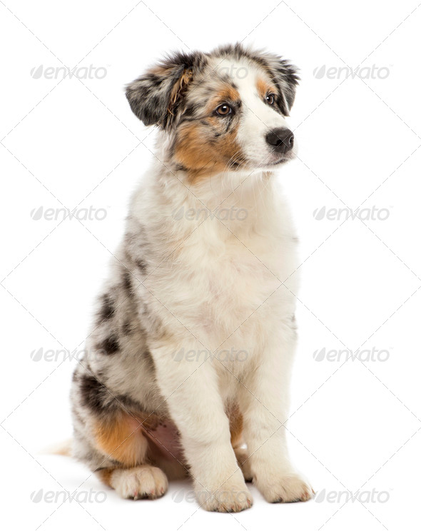 Australian Shepherd puppy, 3 months old, sitting and looking away against white background - Stock Photo - Images
