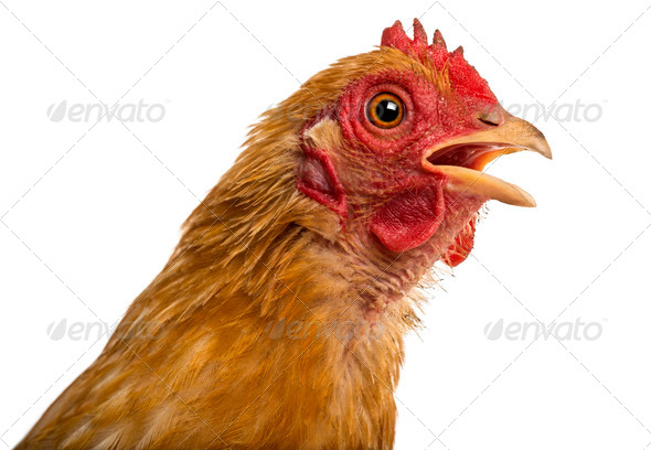 Close up of a dirty Crossbreed rooster, Pekin and Wyandotte, against white background - Stock Photo - Images