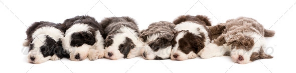 Group of Bearded Collie puppies, 6 weeks old, sleeping in a row against white background