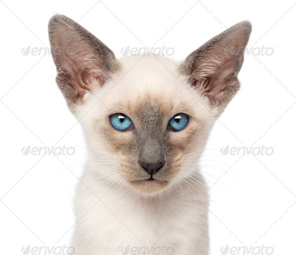 Close Up Of An Oriental Shorthair Kitten 9 Weeks Old Against