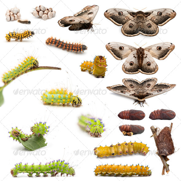Complete evolution of Giant Peacock Moth, Saturnia pyri, against white  background Stock Photo by Lifeonwhite