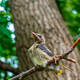 Young cedar waxwing on a branch - PhotoDune Item for Sale