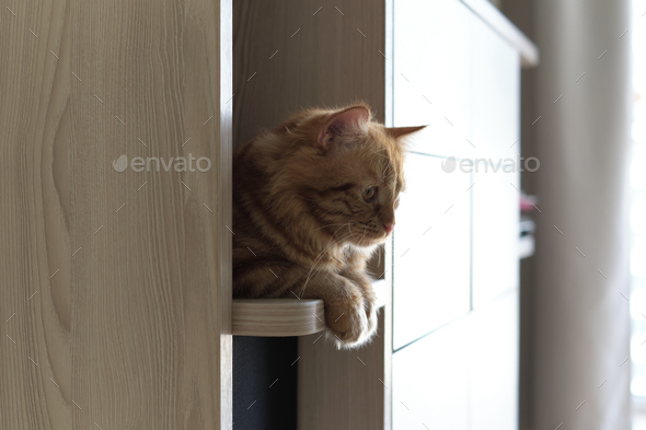 Interior design isn't just about aesthetics. it's about functionality too. charming ginger cat