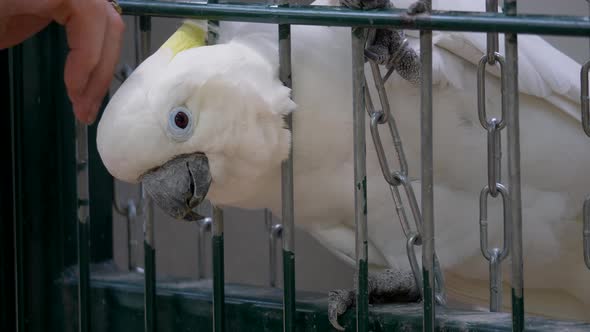 Close up shot of old person strokes sweet cockatoo bird with white feathers in cage alt