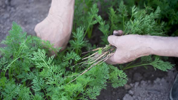 Top View of Senior Hands Thin Out Carrot Seedlings alt