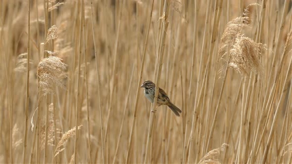 Small Lincoln's sparrow take off from dry high grass, Nature Landscape - Toronto alt