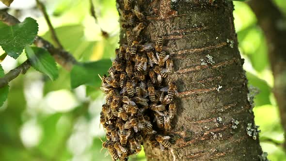 A swarm of bees on a tree branch