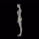 Pelvis Bone Rontgen X-ray - VideoHive Item for Sale