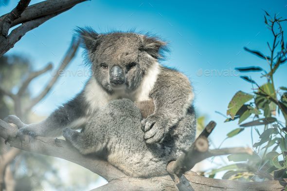 Adorable Colorful Koala