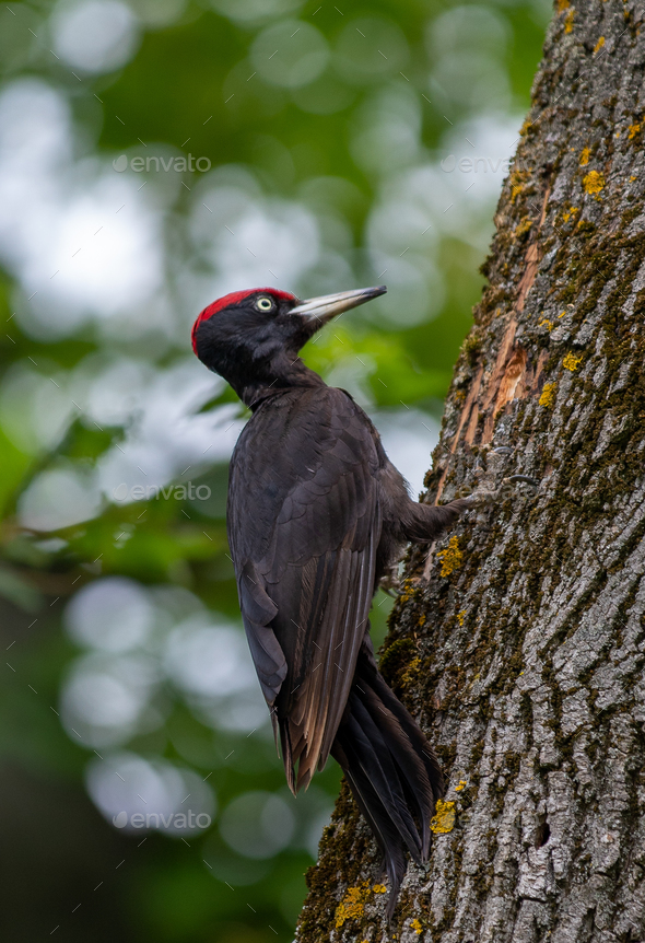 Vertical close up image of a black Dryocopus Martius woodpecker bird with surprised eyes - Stock Photo - Images