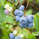 Blueberries ripening on bush Vaccinium plant in garden vertical shot - PhotoDune Item for Sale