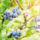 Blueberry growing in the sun Vaccinium plant in garden ripening blueberries on bush closeup - PhotoDune Item for Sale
