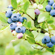 Vaccinium corymbosum blue huckleberry bush ripening berries blueberry plant in garden vertical shot - PhotoDune Item for Sale