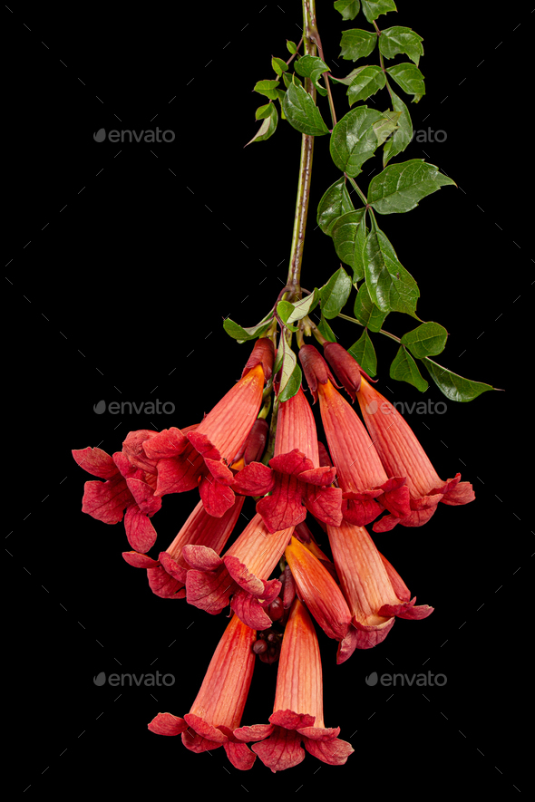 Red flowers of Campsis, radicans grandiflora climbing blooming liana plant, isolated on black