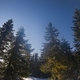 Beautiful landscape with majestic tall fir trees - PhotoDune Item for Sale