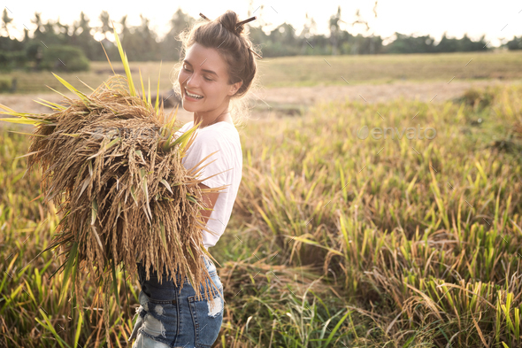 Excited Rice Farmer during Harvest Season Stock Image - Image of