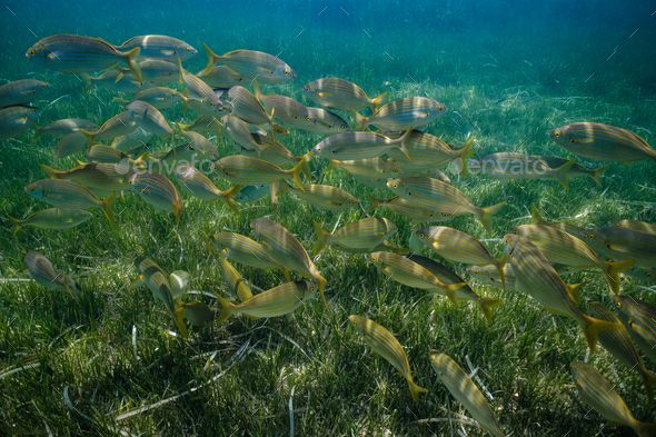 Underwater view of small fish school in mediterranean sea at