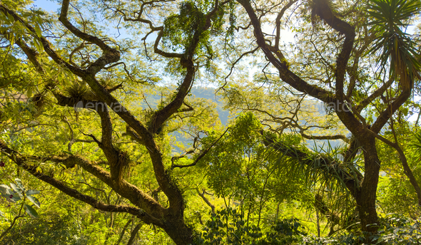 Guatemala Jungle Canopy