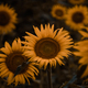 sunflower dramatic shoot  - PhotoDune Item for Sale