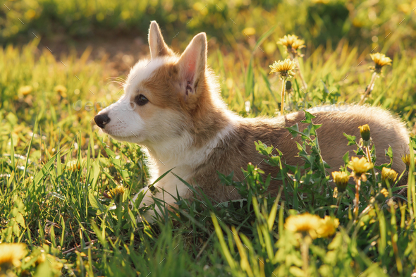 Charming Corgi puppy laying on green lawn and resting. Small, short dog with red-white coat chilling