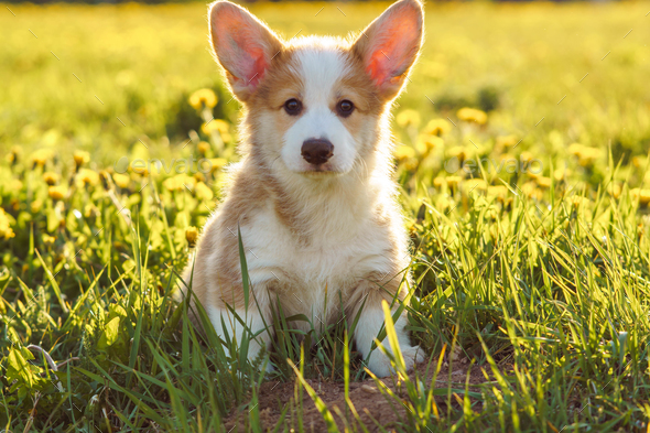 Adorable Corgi baby sit on lawn around yellow dandelions. Reddish white puppy with huge ears