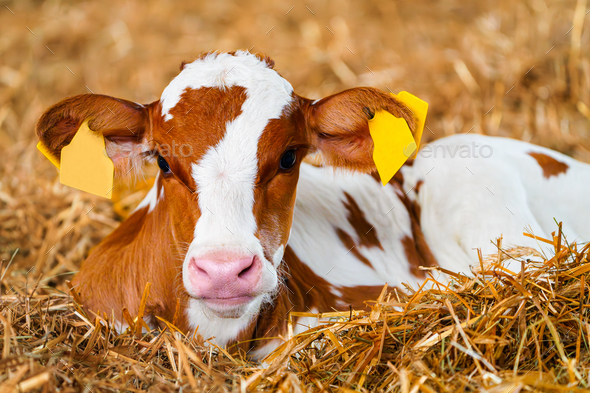 Close cute young calf lies in straw. calf lying inside dairy farm in the  barn. New born calf Stock Photo by VidEst