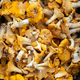 Freshly picked chanterelle mushrooms - PhotoDune Item for Sale