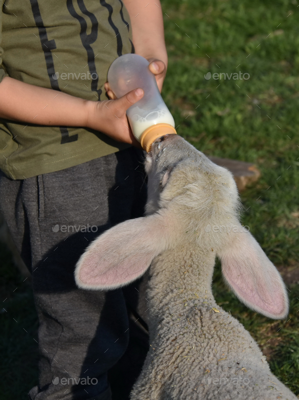 Vertical shot of a boy feeding a baby lamb holding a bottle with milk