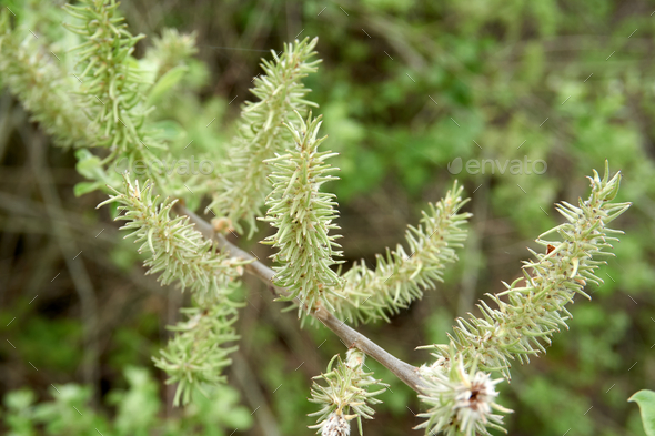 Closeup shot of the green Salix aurita plant grown in the garden - Stock Photo - Images