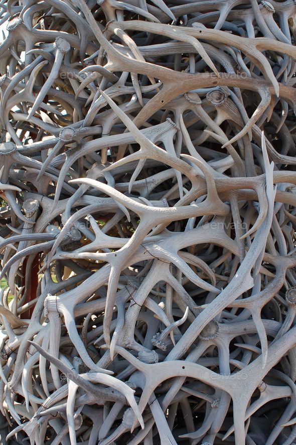 Antler Piles using as a medicine for healing a hormonal, nervous and