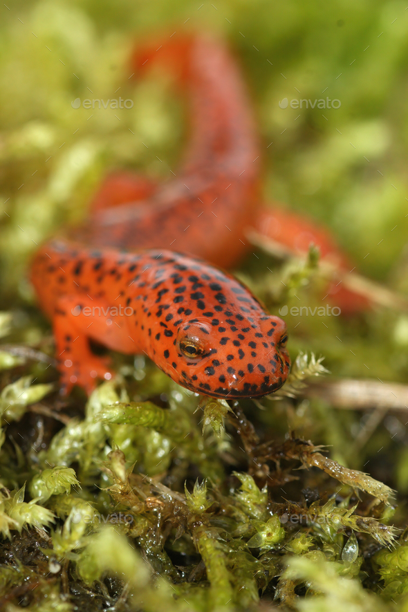 Closeup on the colorful , attractive Blue Ridge Red Salamander,  Pseudotriton ruber on green moss - Stock Photo - Images