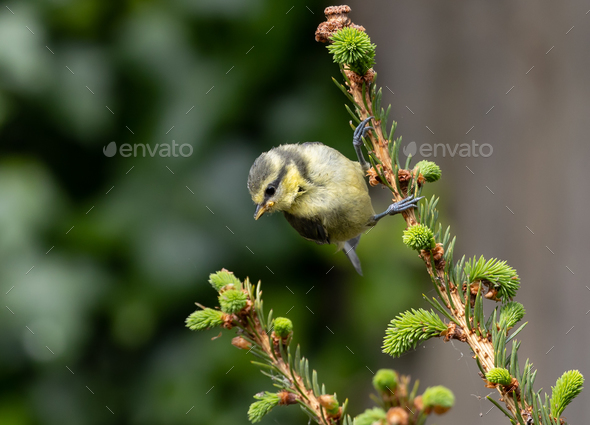 Close up of a great tit bird standing on a sloping green twig of
