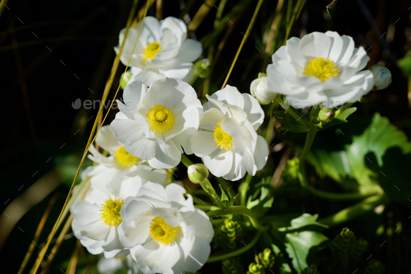 Closeup of delicate Ranunculus lyallii flowers growing in a garden surrounded by lush leaves - Stock Photo - Images