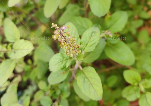 Medicinal plant Holy basil or Tulsi