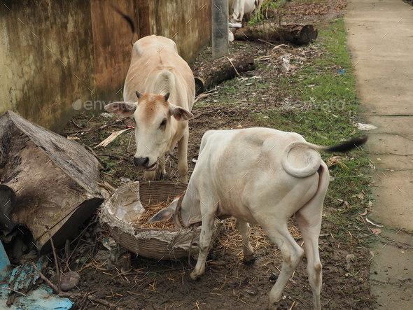 Cattle tied in a cattle shed in rural india. Cattle feeding on hay in the cow farm.