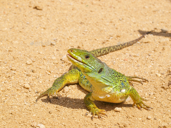 ocellated lizard, timon lepidus - Stock Photo - Images