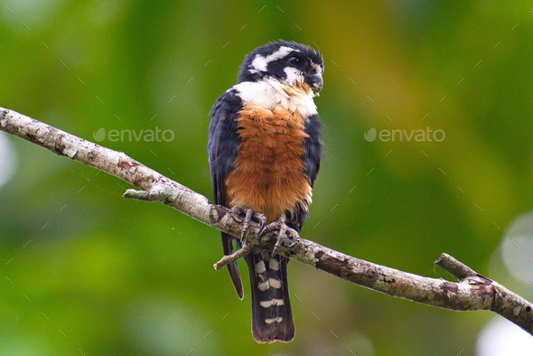 falconet bird