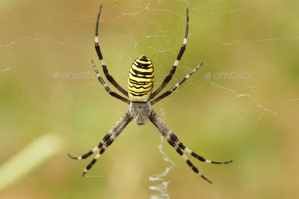 Closeup on a colorful wasp spider, Argiope bruennichi sitting in her web - Stock Photo - Images