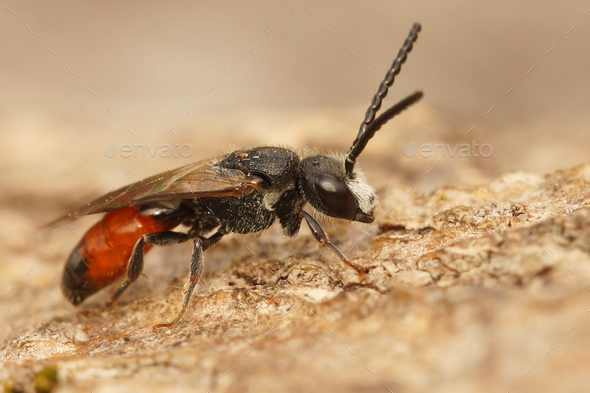 Closeup on a male , colorful cleptoparasite red blood bee , Sphecodes, sitting on a piece of wood - Stock Photo - Images