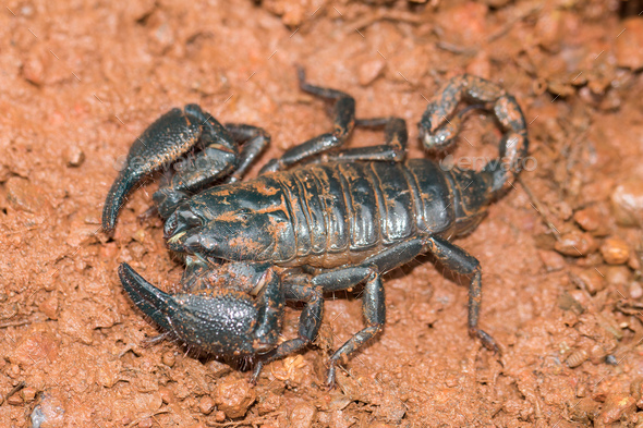 Closeup shot of a Giant forest scorpion (Heterometrus spinifer) - Stock Photo - Images