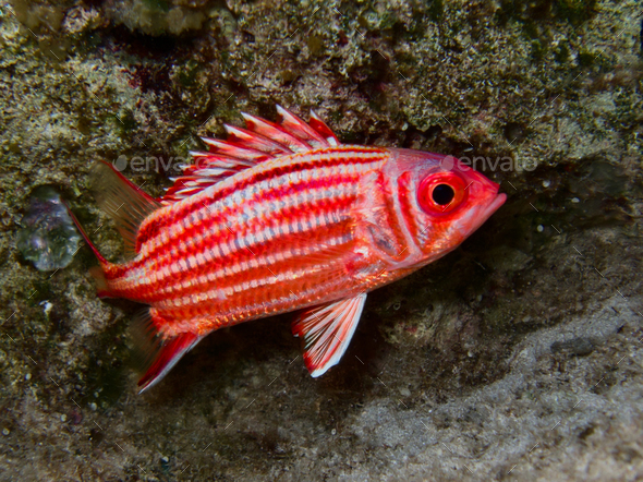 Bright red soldier fish  - Stock Photo - Images