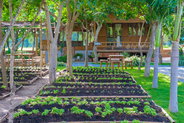 Community kitchen garden. Raised garden beds with plants in a vegetable community garden in Thailand