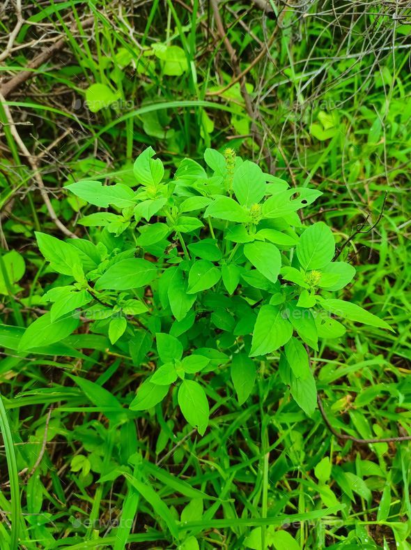 Closeup Shot Of Sweet Basil Ayurvedic Medicinal Plants