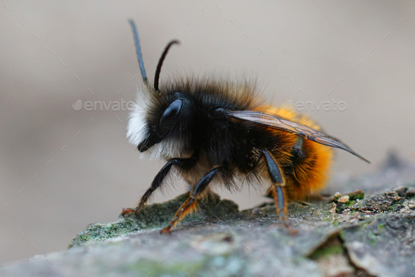 Lateral closeup of a male horned mason orchard bee,  Osmia cornuta - Stock Photo - Images