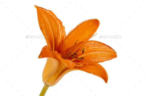 Flower of day-lily, isolated on white background