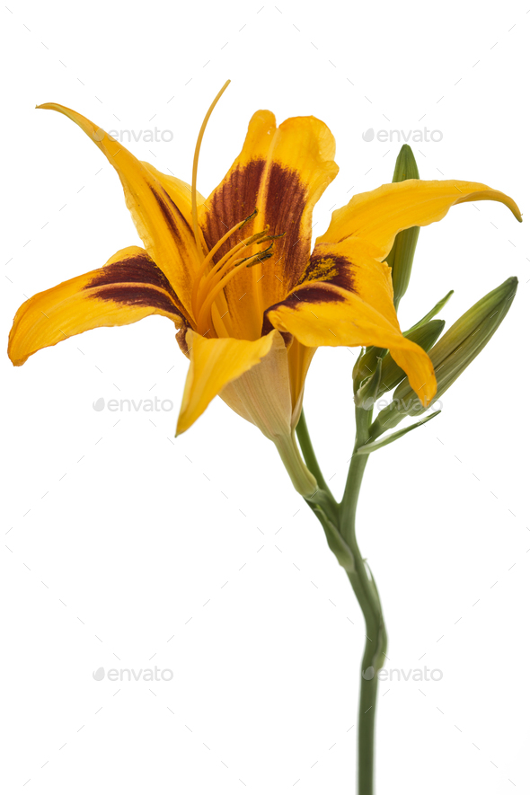 Flower of yellow day-lily, isolated on white background